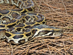 python-bivittatus_tn (37K)