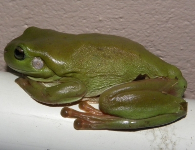 Australian Green Treefrog (Ranoidea-caerulea) Herpedia™.com