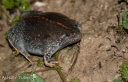 Mexican Burrowing Toad (Rhinophrynus dorsalis) at Herpedia™.com