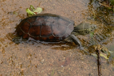 Chinese Pond Turtle (Mauremys reevesii) at Herpedia™.com